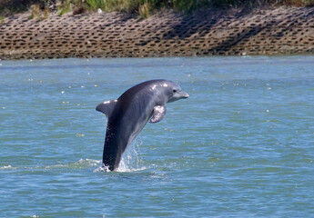 Inter-Coastal Dolphin © Kurt