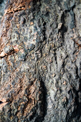 bark of a tree, Close-up of tree bark texture background showcasing natural wood patterns and rough grainy surface, ideal for eco-friendly projects and nature-themed designs. Organic material and carb