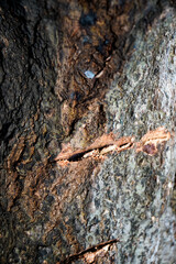 bark Close-up of tree bark texture background showcasing natural wood patterns and rough grainy surface, ideal for eco-friendly projects and nature-themed designs. Organic material and carbon