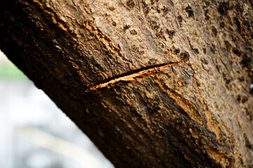 bark of a tree. Close-up of tree bark texture background showcasing natural wood patterns and rough grainy surface, ideal for eco-friendly projects and nature-themed designs. Organic material and carb