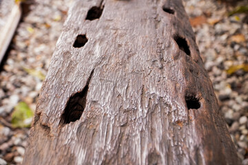 close up of an old wooden log. Bark of old tree texture. Abstract background and texture for design. Wood table