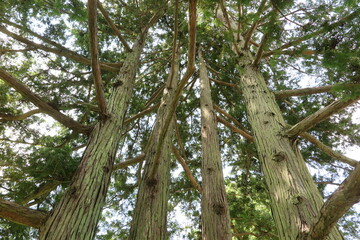 Obraz premium サワラの木の風景1