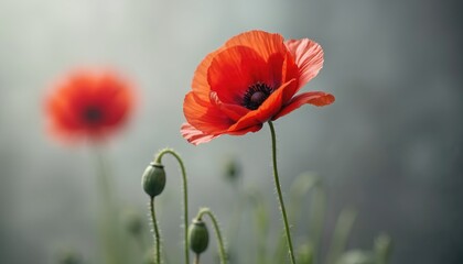 Fototapeta premium Red poppy bloom opens petals wide against soft gray background. Delicate red flower stands tall on thin green stem. Unopened poppy buds nearby hint at new life.