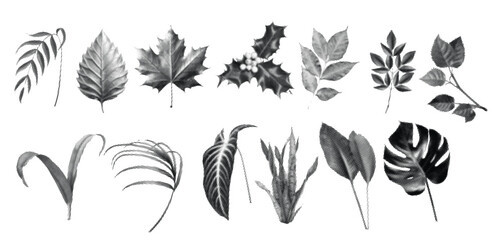 Haftoon Effect Botanical Leaf Collage Illustration