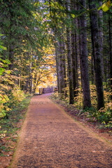 Obraz premium A path through a forest with trees on either side