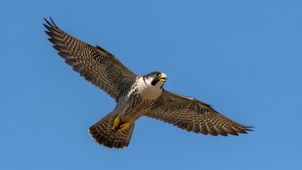 Obraz premium Peregrine Falcon in Flight Against Clear Blue Sky, Wings Spread Wide