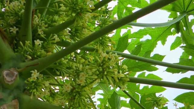 Slow motion video of male papaya flowers. Male papaya flowers that grow thickly. Fresh male papaya flowers ready to be picked for culinary purposes in Asia