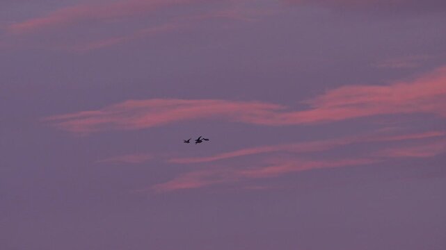  Flock of  birds flying in the beautiful red cloud  sunset sky