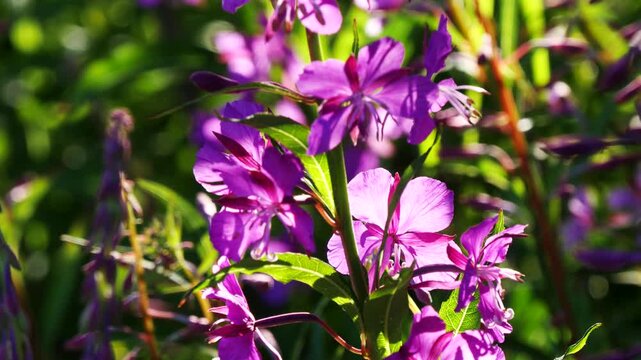 Bright blue and pink-violet beautiful flowers of the fireweed plant in a sunny meadow on a summer day.