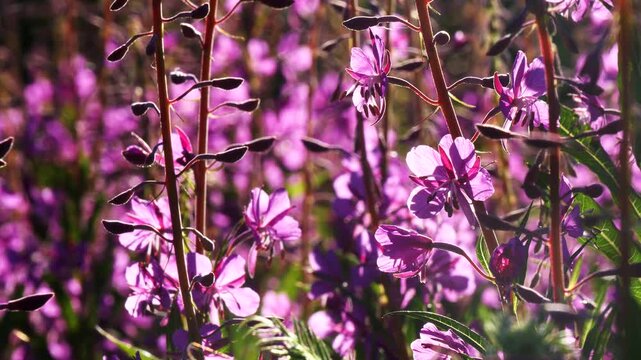Bright blue and pink-violet beautiful flowers of the fireweed plant in a sunny meadow on a summer day.