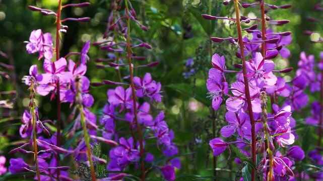 Bright blue and pink-violet beautiful flowers of the fireweed plant in a sunny meadow on a summer day.