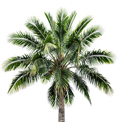 Obraz premium Lush Green Palm Tree with Feathery Leaves