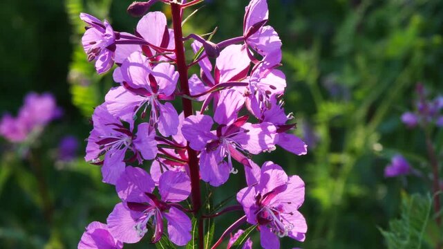 Bright blue and pink-violet beautiful flowers of the fireweed plant in a sunny meadow on a summer day.