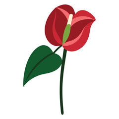 anthurium wagawa on white background