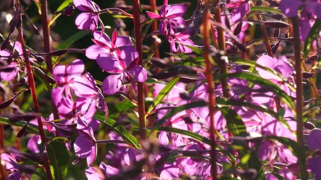 Bright blue and pink-violet beautiful flowers of the fireweed plant in a sunny meadow on a summer day.