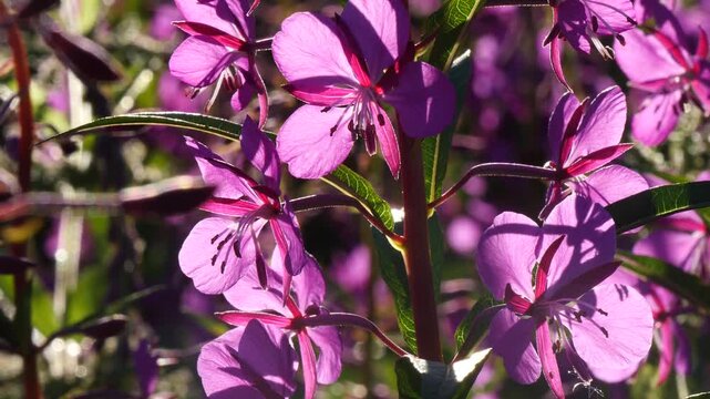 Bright blue and pink-violet beautiful flowers of the fireweed plant in a sunny meadow on a summer day.