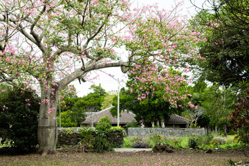 Obraz premium トックリキワタの花と赤瓦の古民家