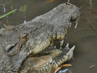 Obraz premium alligator in the everglades