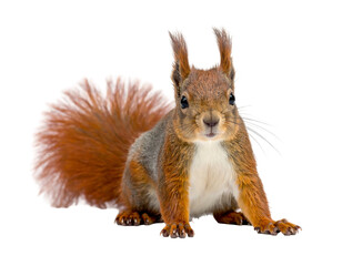 A frontal shot of a fluffy squirrel, with a reddish-brown coat and bushy tail. It faces the camera, positioned against a transparent background