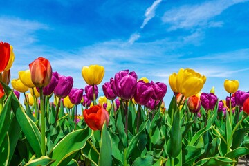 Experience the stunning tulip fields of the Netherlands under a bright blue sky. This vibrant display of color captures the essence of spring, perfect for tourism and travel projects.