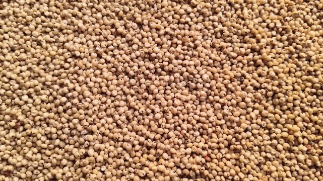Close-up background texture of raw organic Sorghum grains