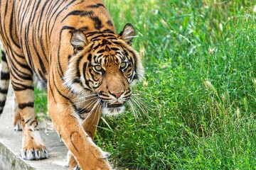 Fototapeta premium Experience the power and grace of a Sumatran tiger as it moves through lush greenery. This striking image embodies the beauty of wildlife and the importance of conservation.
