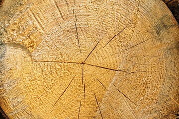 Naklejka premium Close-up of a tree trunk cross section, showcasing the unique patterns and textures of wood grain and growth rings. Ideal for nature, forestry themes, and illustrating the passage of time.