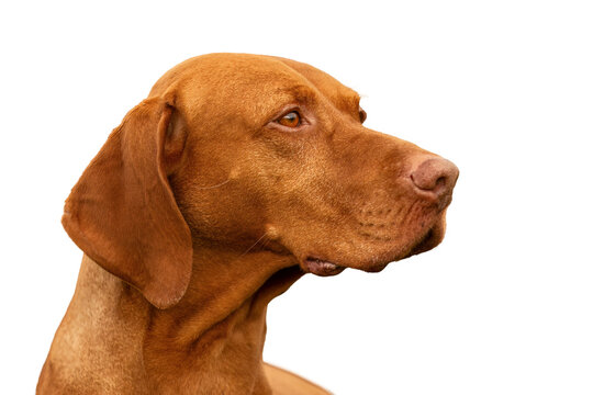 Head portrait of a magyar vizsla dog on transparent background