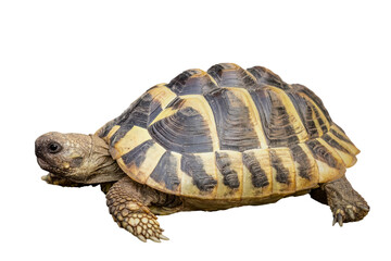 Obraz premium Greek tortoise on transparent background, testudo hermanni