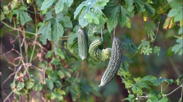 Bitter Melon Fruits or in Indonesian names PARE, growth fresh on the tree