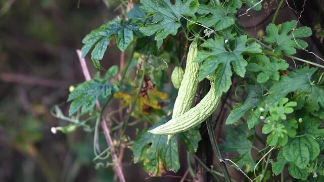 Bitter Melon Fruits or in Indonesian names PARE, growth fresh on the tree