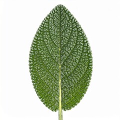 Green Leaf Texture