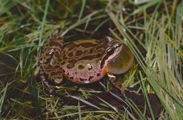 Obraz premium Male Pacific Chorus Frog (Pseudacris regilla) calling from the shallow water on the edge of a wetland. 