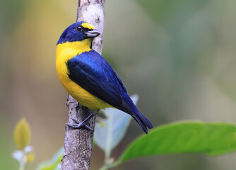Fototapeta premium Yellow-throated Euphonia male perched on a green background in the forest, Costa Rica