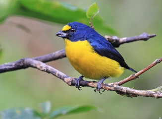 Obraz premium Yellow-throated Euphonia male perched on a green background in the forest, Costa Rica
