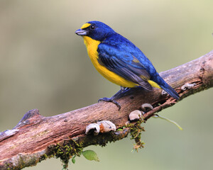 Naklejka premium Yellow-throated Euphonia male perched on a green background in the forest, Costa Rica