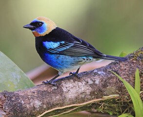 Golden-hooded Tanager perched on a branch tree in the rain forest of  Monteverde in Costa Rica
