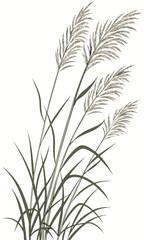 Obraz premium Elegant Reed Illustration A Serene Botanical Art Piece.