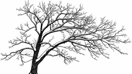 Fototapeta premium Winter Tree Silhouette Bare Branches Against a White Sky 7.