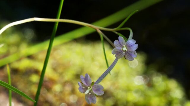 A small blue flower of the snakeroot plant on the bank of a stream on an autumn day.