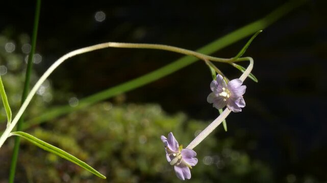 A small blue flower of the snakeroot plant on the bank of a stream on an autumn day.