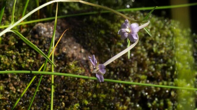 A small blue flower of the snakeroot plant on the bank of a stream on an autumn day.