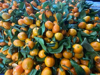 Fresh tangerines with stems and leaves, for sale at market.