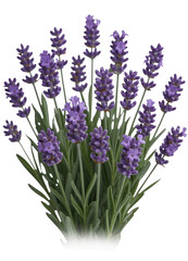 Obraz premium Purple lavender flowers in a pot purple flowers plant isolated on a transparent background