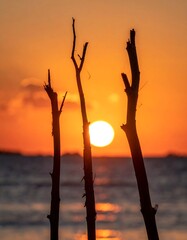 Silhouette of bare branches against a bright orange sun, ocean horizon, and sunset sky reflecting on water