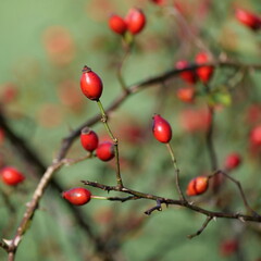 Red rose hips growing on thorny bush in autumn