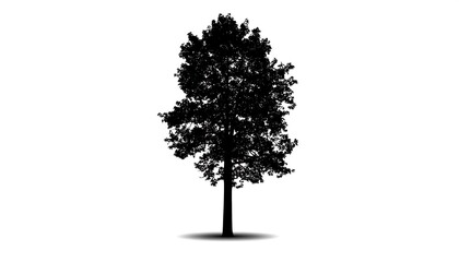 Silhouette of tree. Dense foliage atop slender trunk, casting gentle shadow. Isolated against plain white