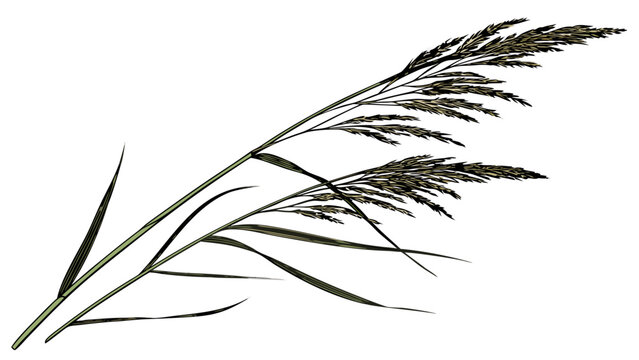 Elegant Reed Plant with Delicate Seed Head on White.