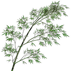 Obraz premium Bamboo Branch with Green Leaves Isolated on White Background.