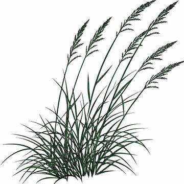 Illustration of a clump of grass with seed heads.